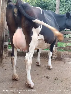 Dairy Friesian Heifer for Sale