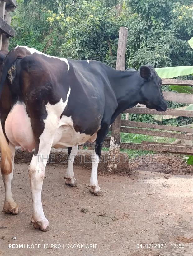 Dairy Friesian Heifer for Sale - thumbnail 4