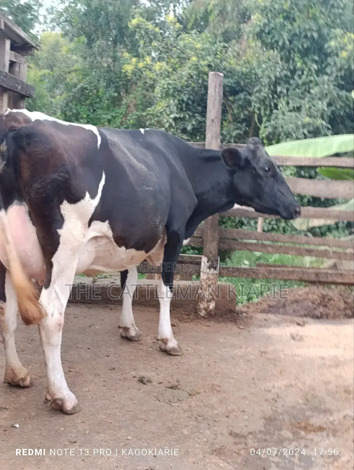 Dairy Friesian Heifer for Sale
