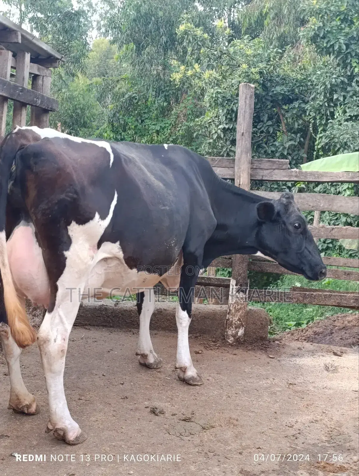 Dairy Friesian Heifer for Sale