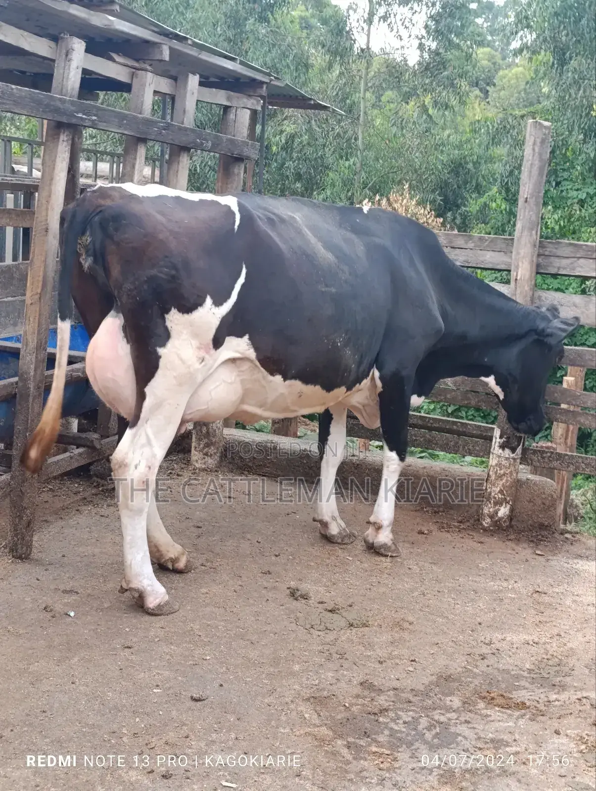 Dairy Friesian Heifer for Sale