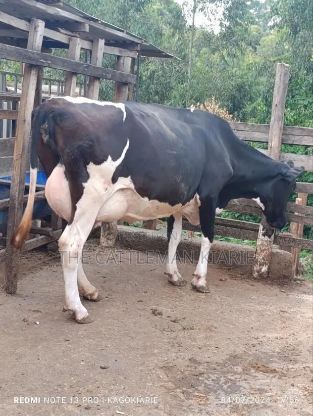 Dairy Friesian Heifer for Sale - thumbnail 7