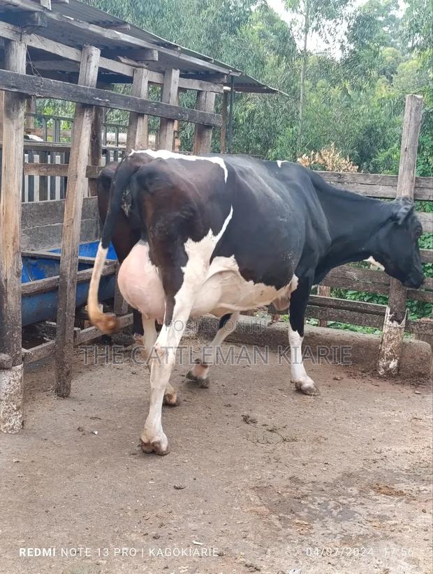 Dairy Friesian Heifer for Sale - thumbnail 8