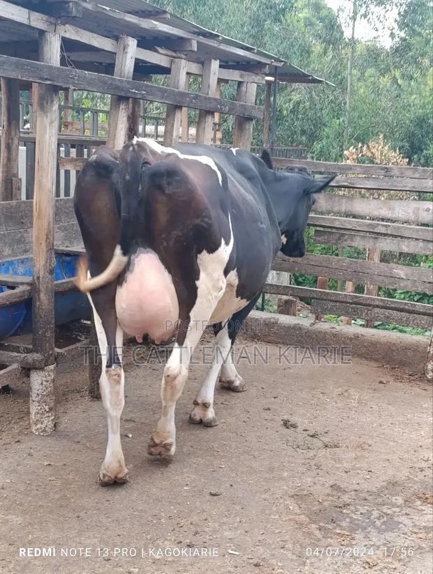 Dairy Friesian Heifer for Sale - thumbnail 9