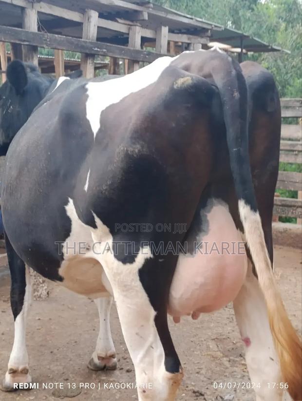 Dairy Friesian Heifer for Sale - thumbnail 10