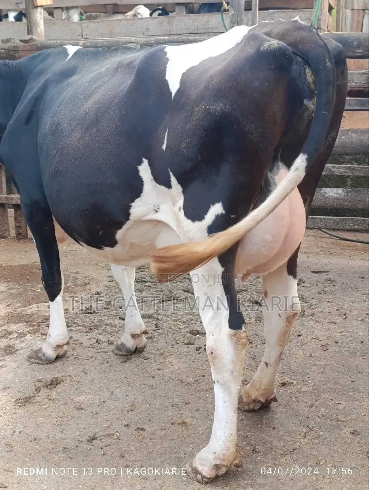 Dairy Friesian Heifer for Sale