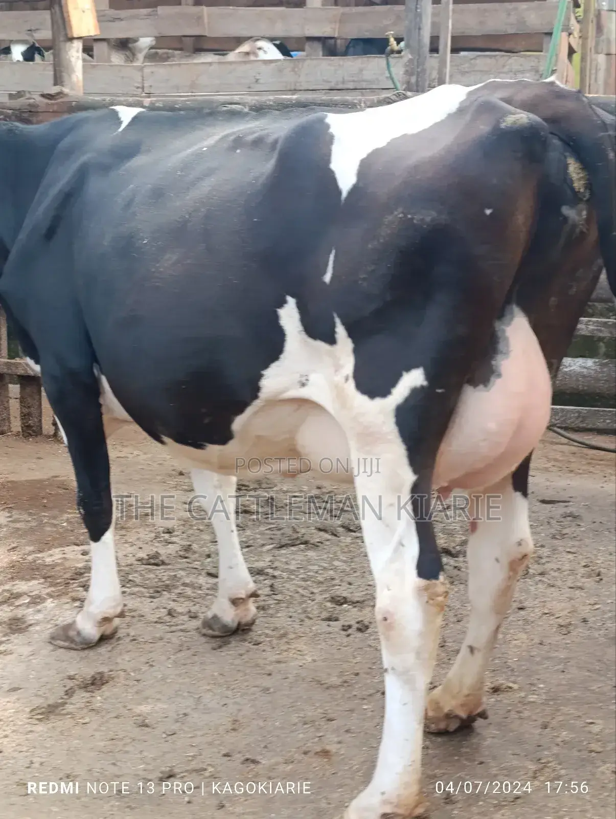 Dairy Friesian Heifer for Sale