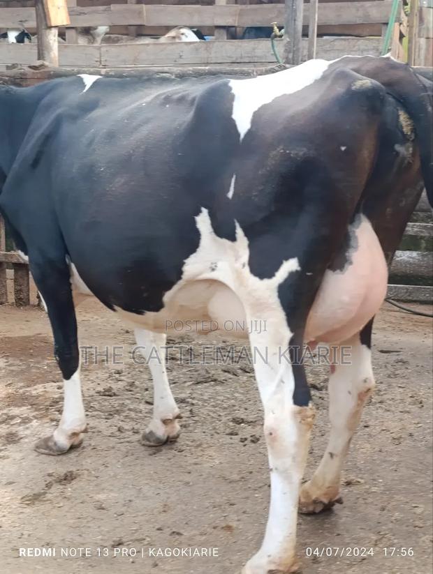 Dairy Friesian Heifer for Sale - thumbnail 12