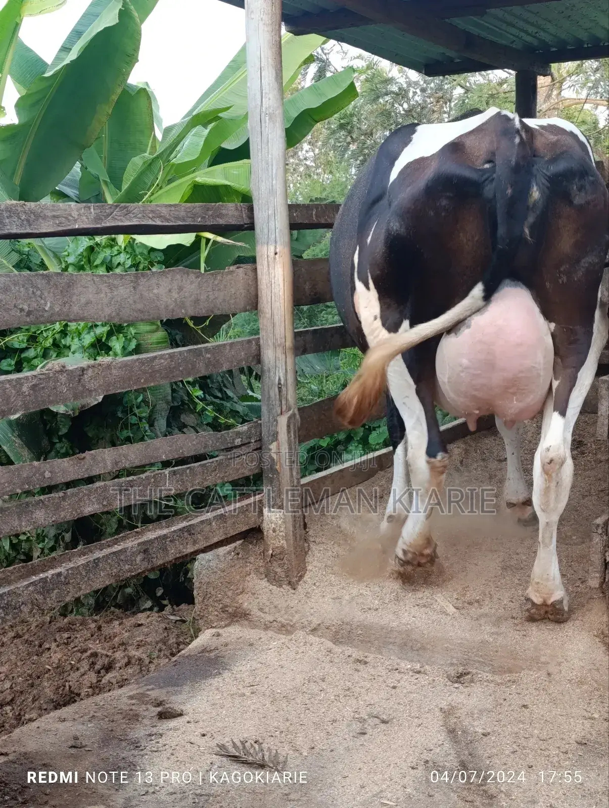 Dairy Friesian Heifer for Sale