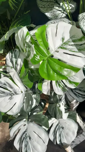 White Green Monstera