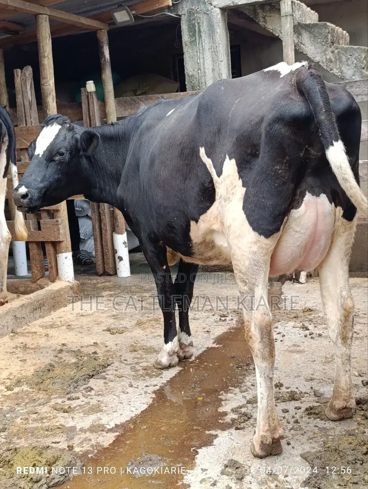 Githunguri Dairy Cows