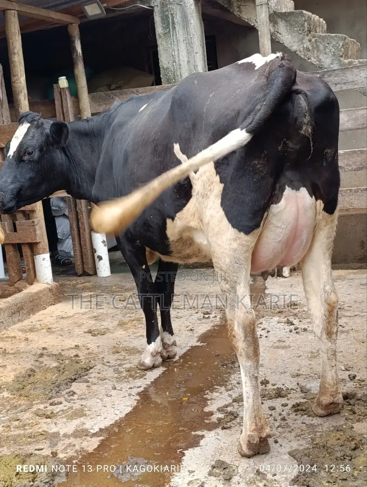 Githunguri Dairy Cows