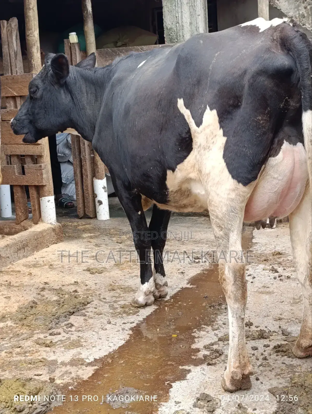 Githunguri Dairy Cows