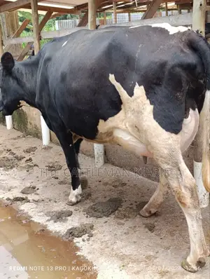 Githunguri Dairy Cows