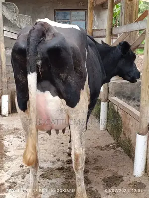 Githunguri Dairy Cows