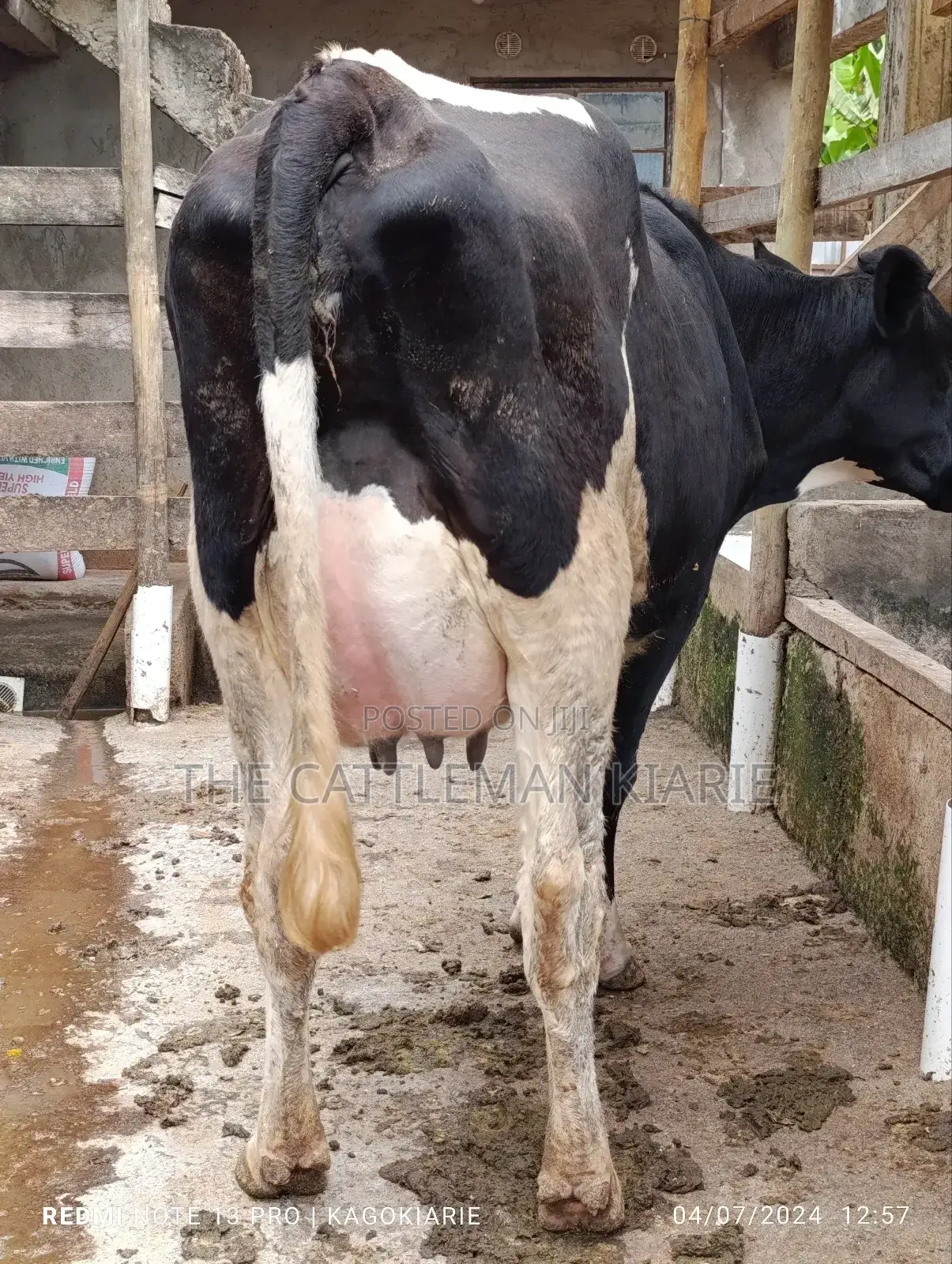 Githunguri Dairy Cows