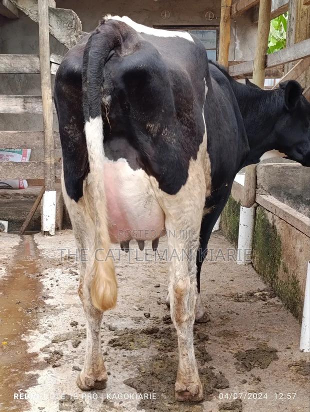 Githunguri Dairy Cows - thumbnail 7