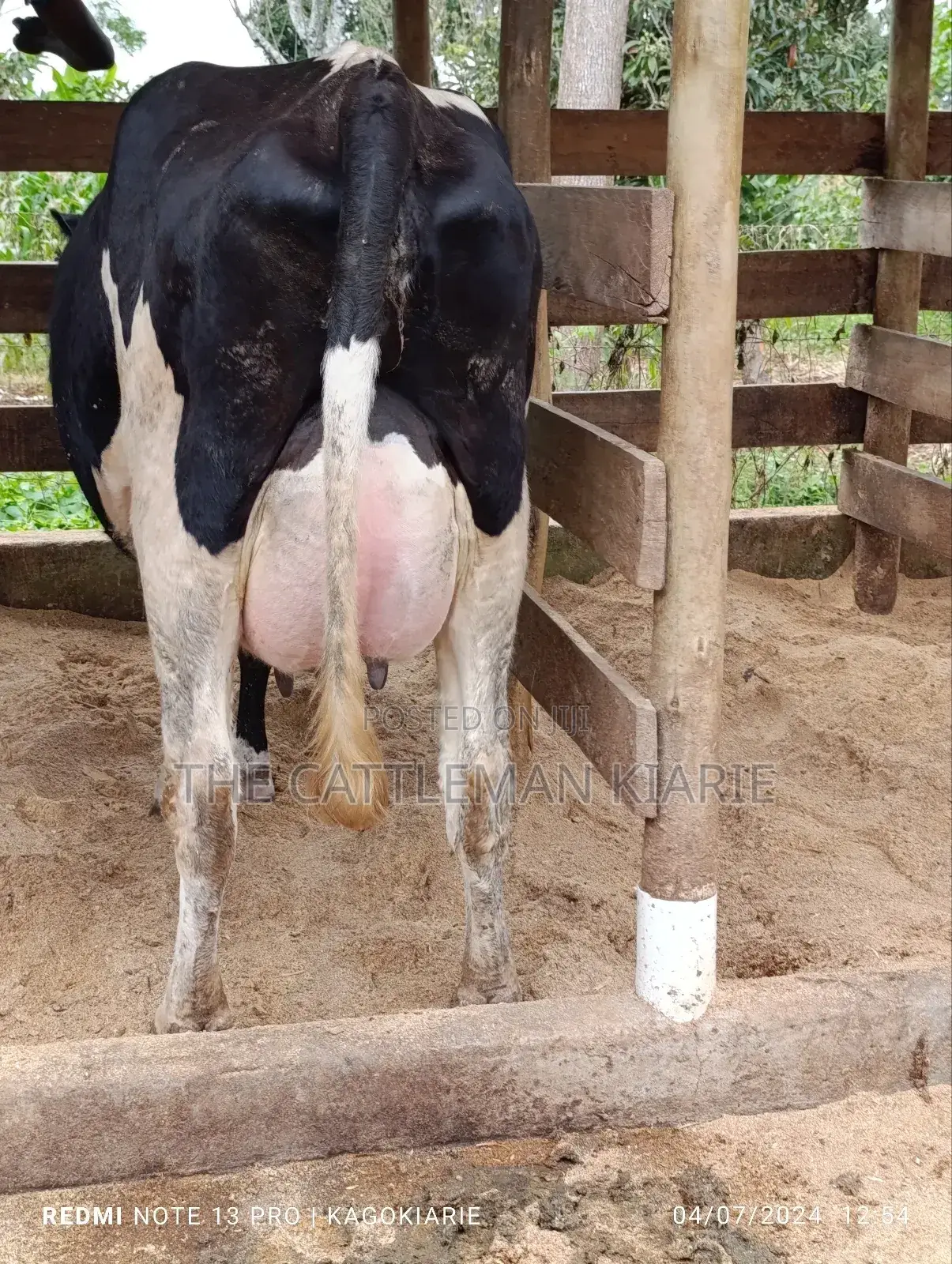 Githunguri Dairy Cows
