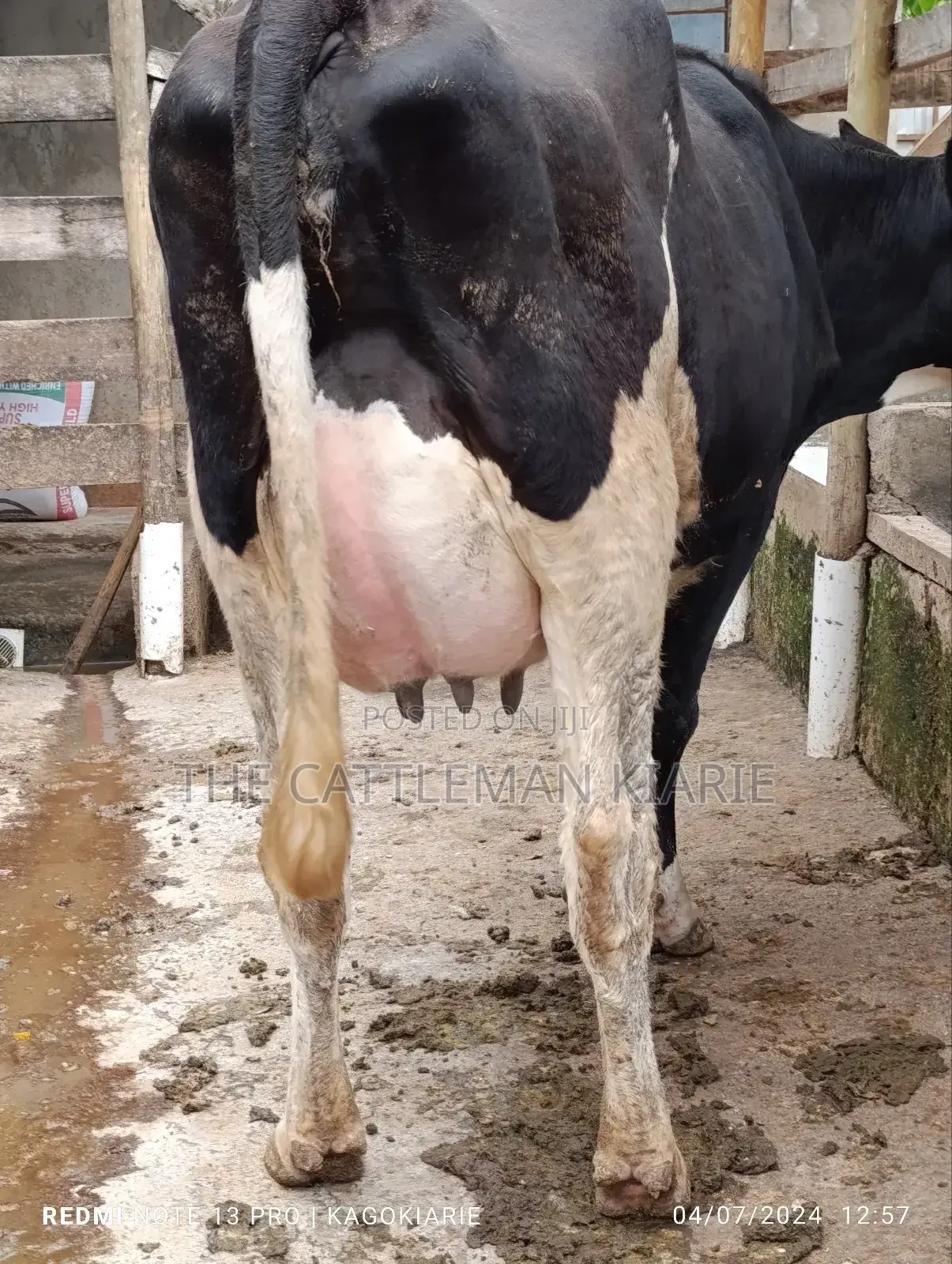 Githunguri Dairy Cows