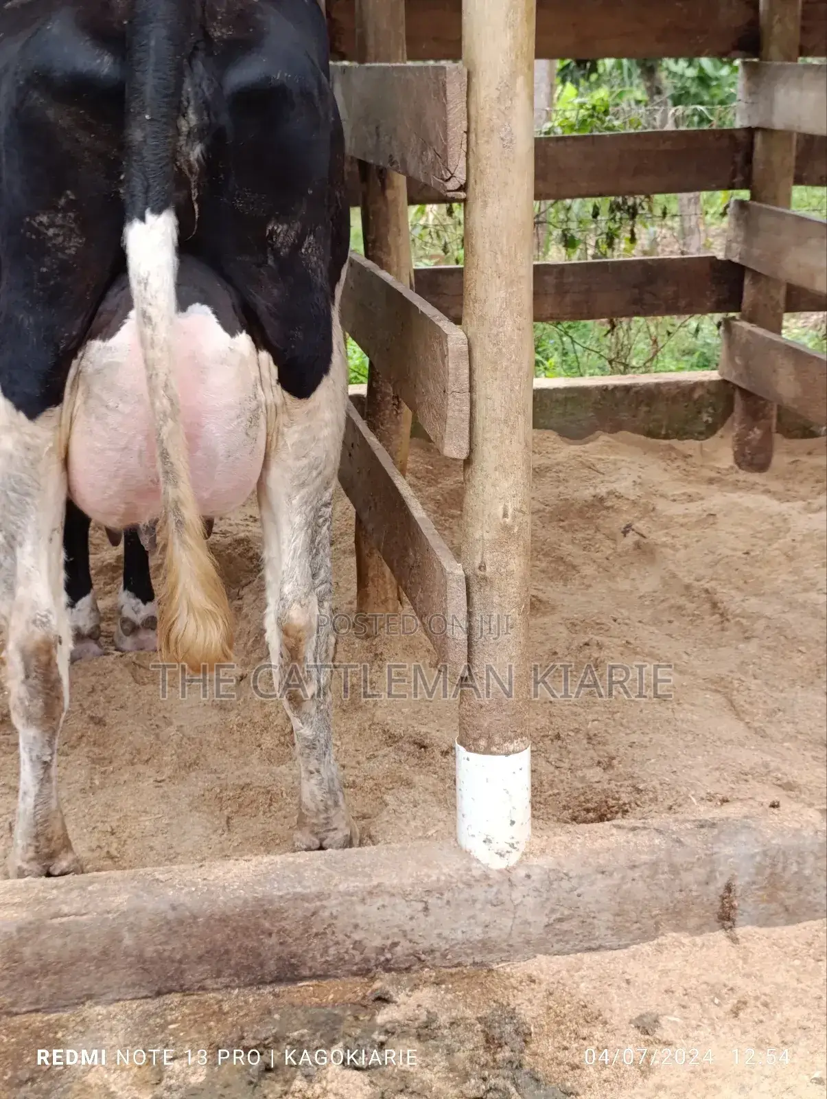 Githunguri Dairy Cows