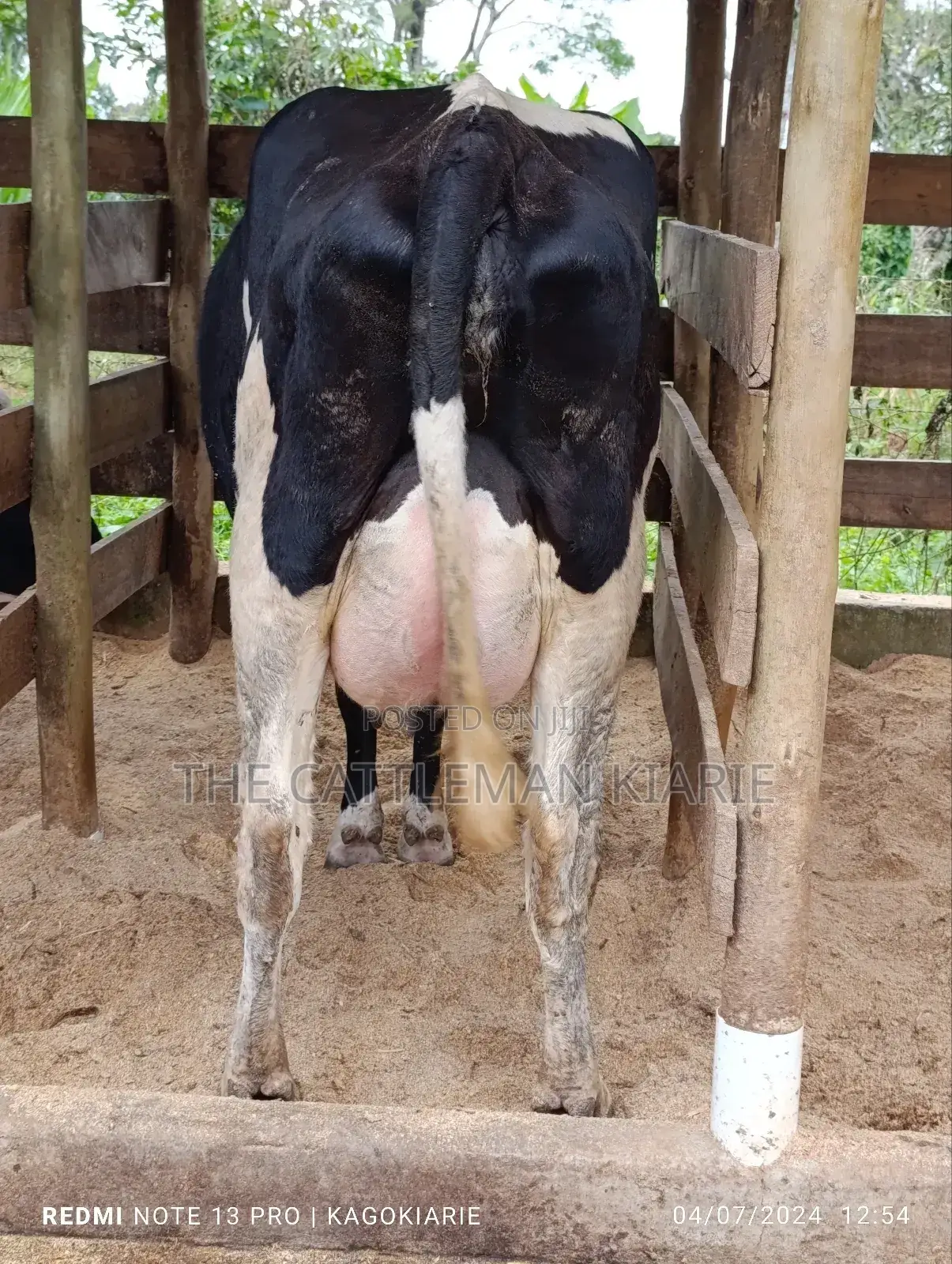 Githunguri Dairy Cows