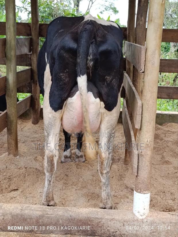 Githunguri Dairy Cows - thumbnail 11