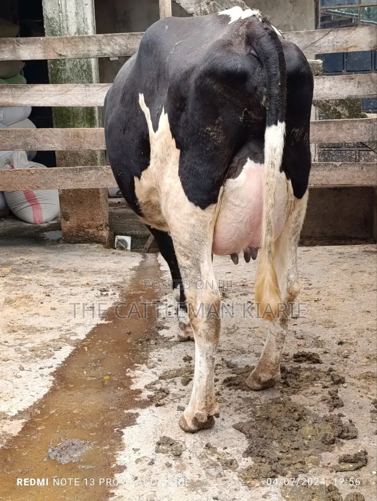 Githunguri Dairy Cows