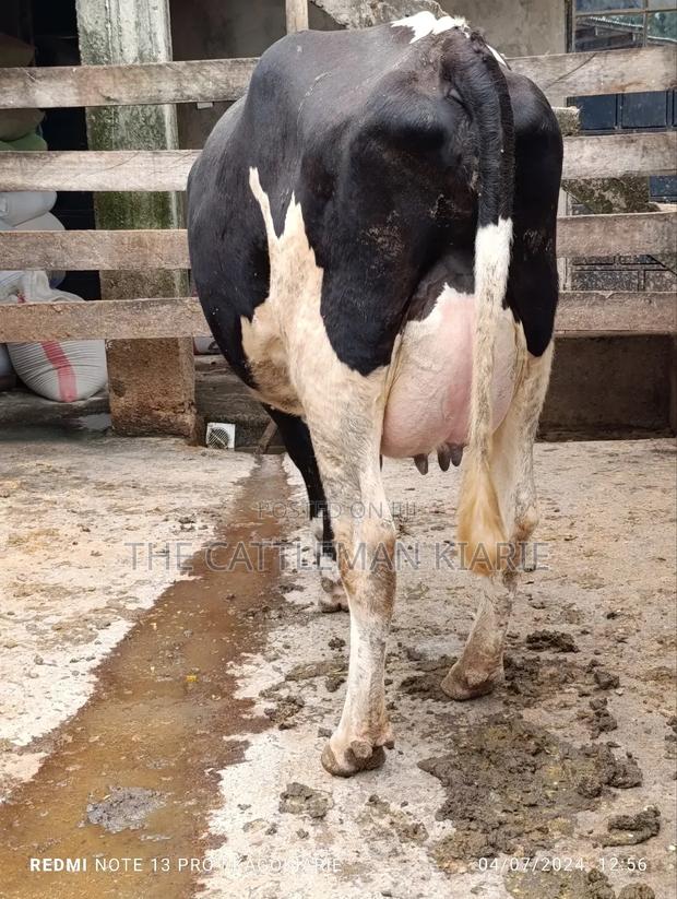 Githunguri Dairy Cows - thumbnail 12