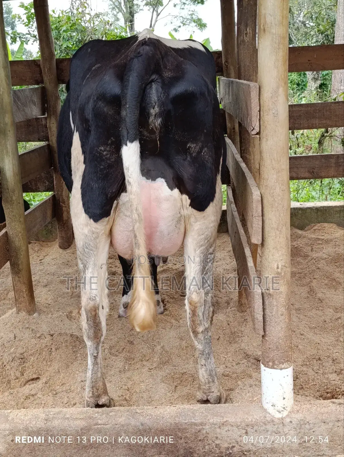 Githunguri Dairy Cows