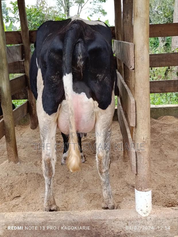 Githunguri Dairy Cows - thumbnail 13