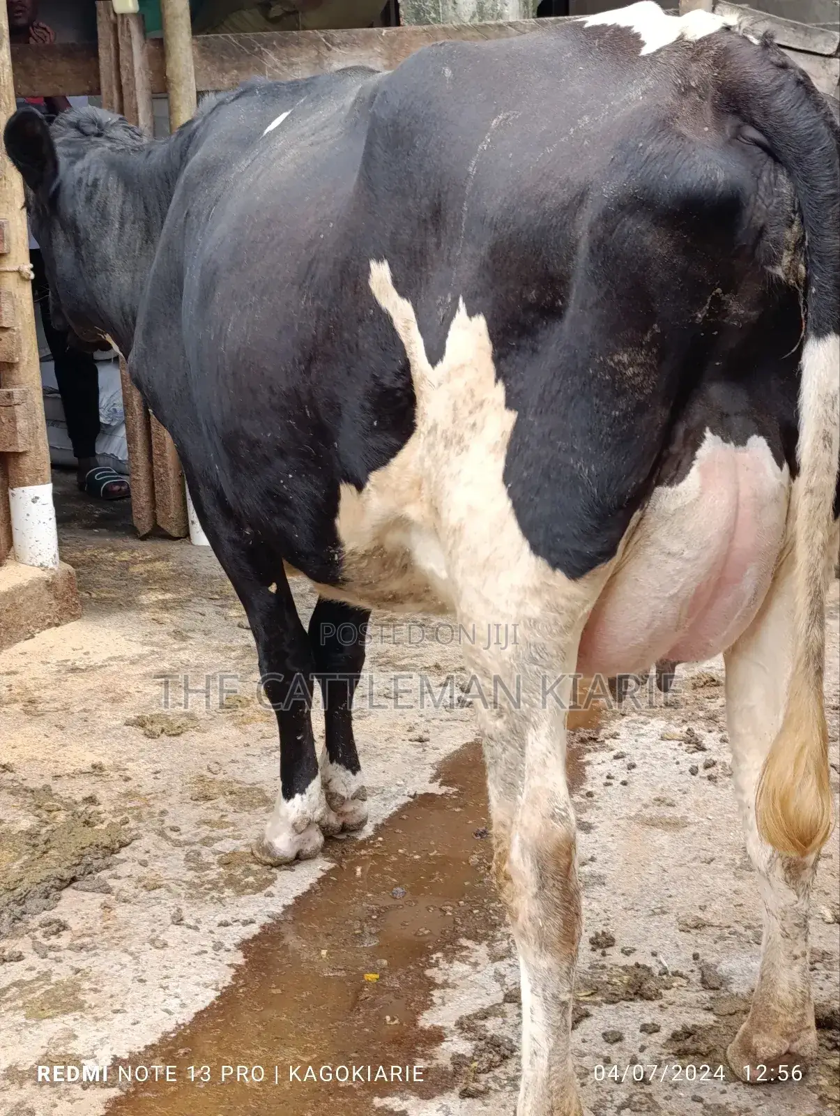 Githunguri Dairy Cows