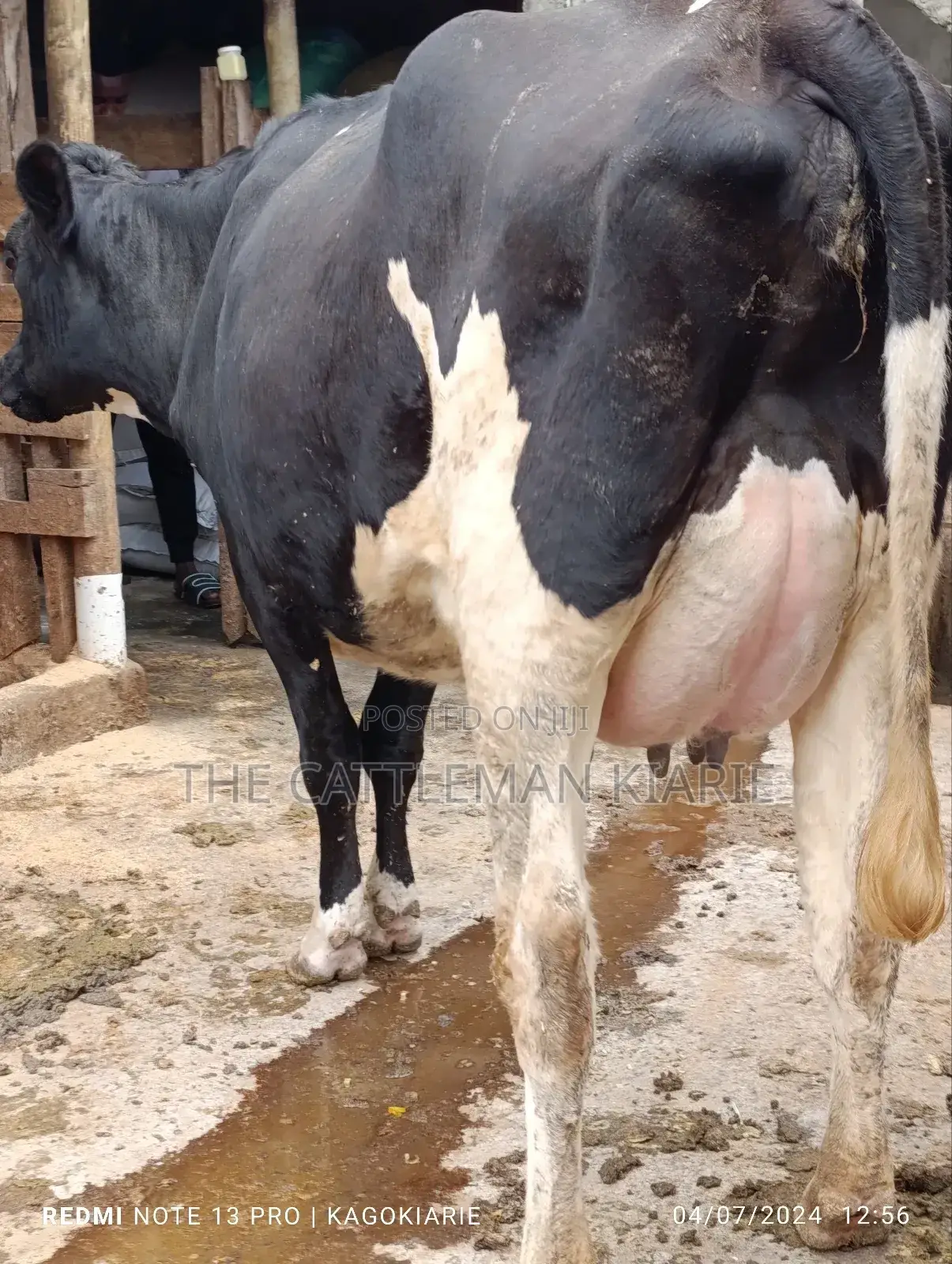 Githunguri Dairy Cows