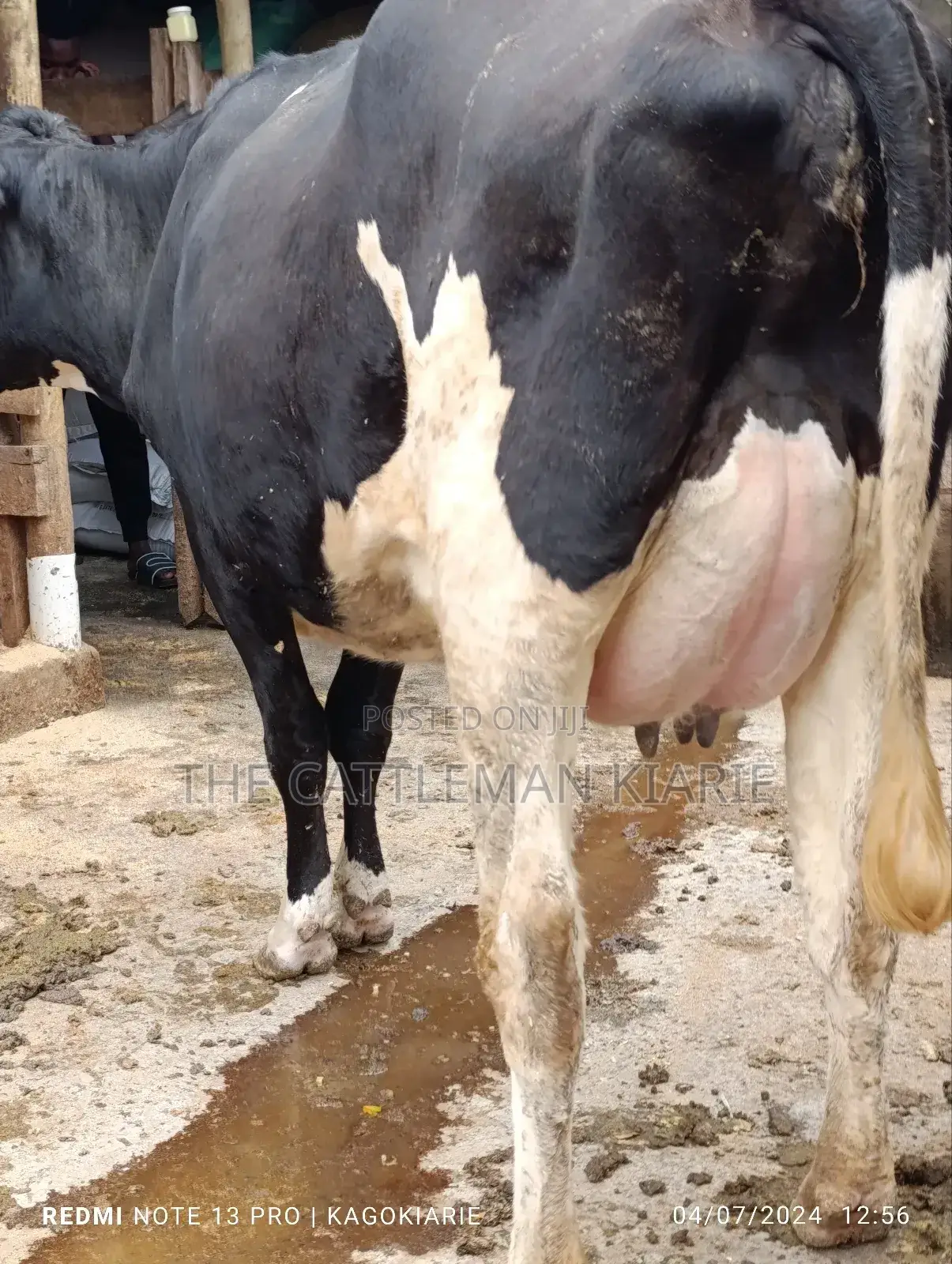 Githunguri Dairy Cows