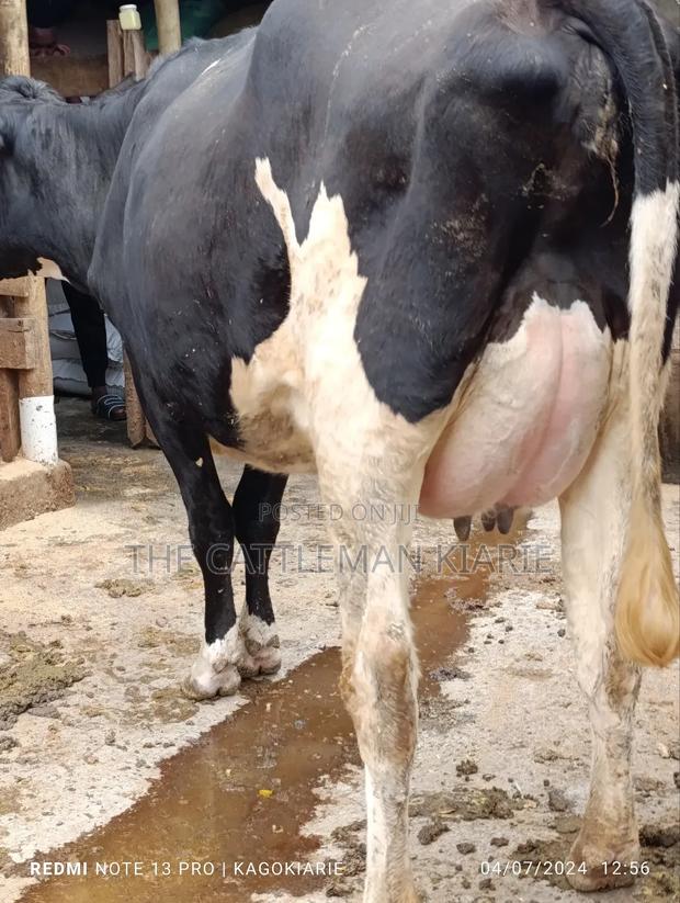 Githunguri Dairy Cows - thumbnail 16