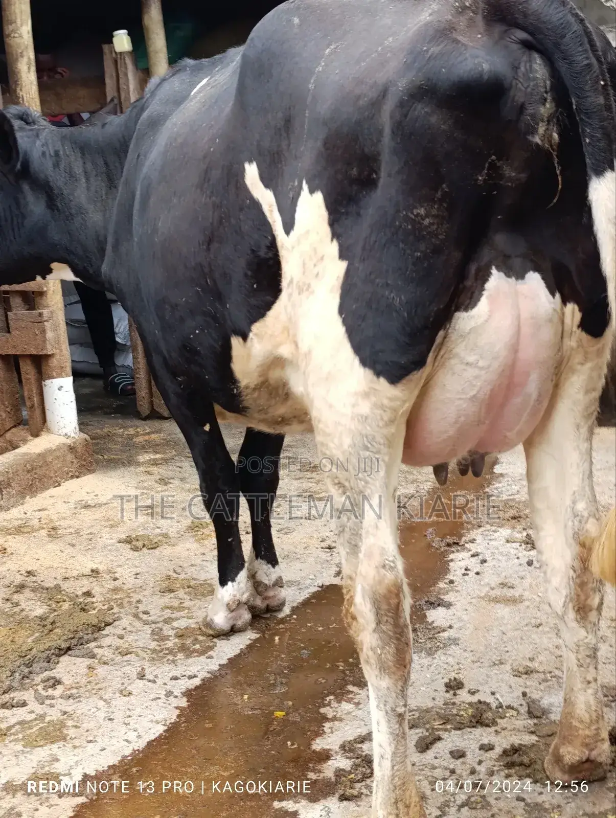 Githunguri Dairy Cows