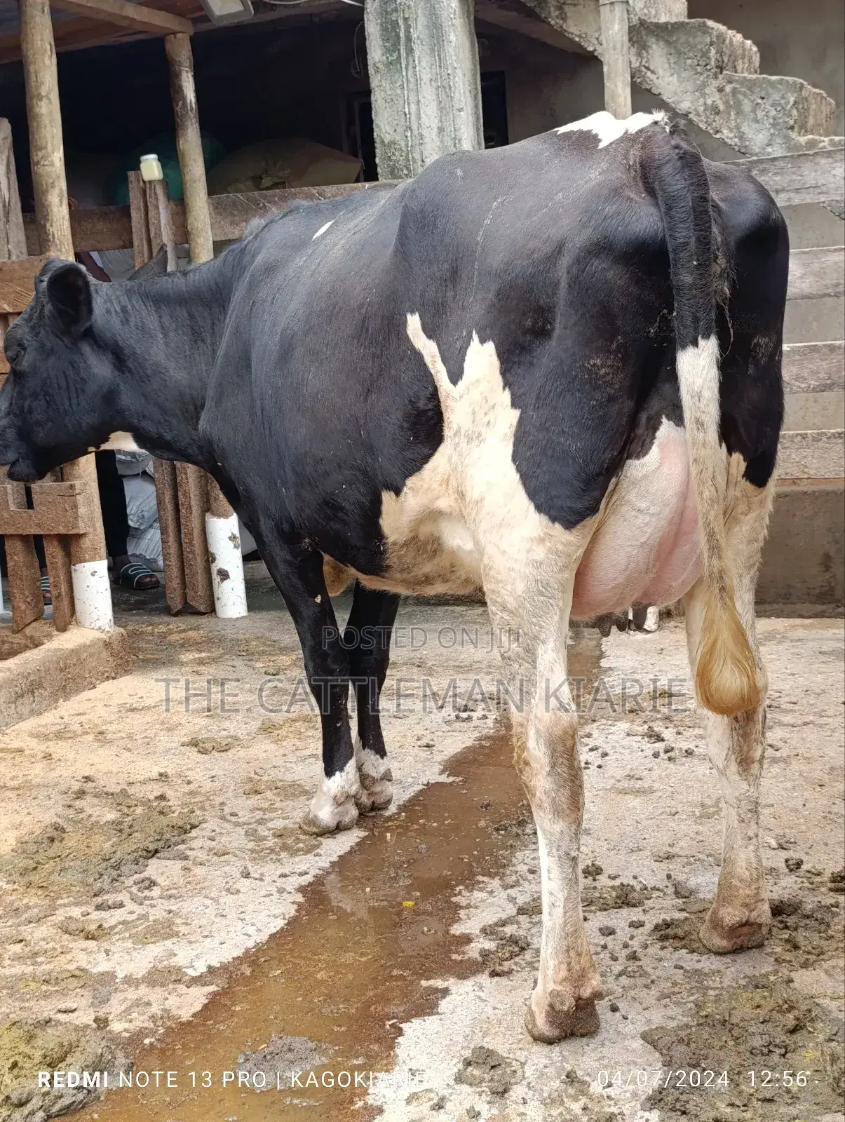 Githunguri Dairy Cows