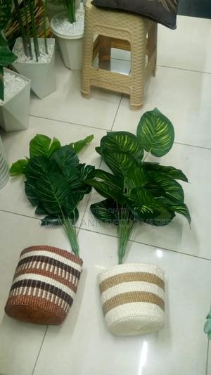 Basket,Plants - thumbnail 2