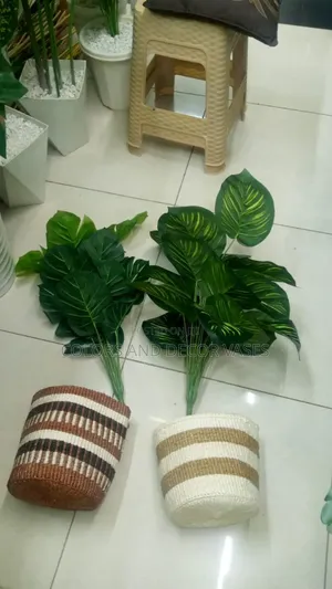 Basket,Plants