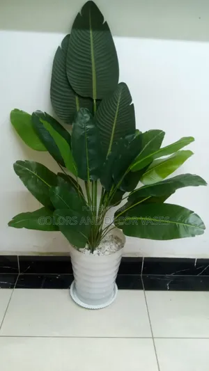 Banana Plant With Plastic Vase 4500shillings