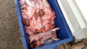 Rabbit Meat - main view