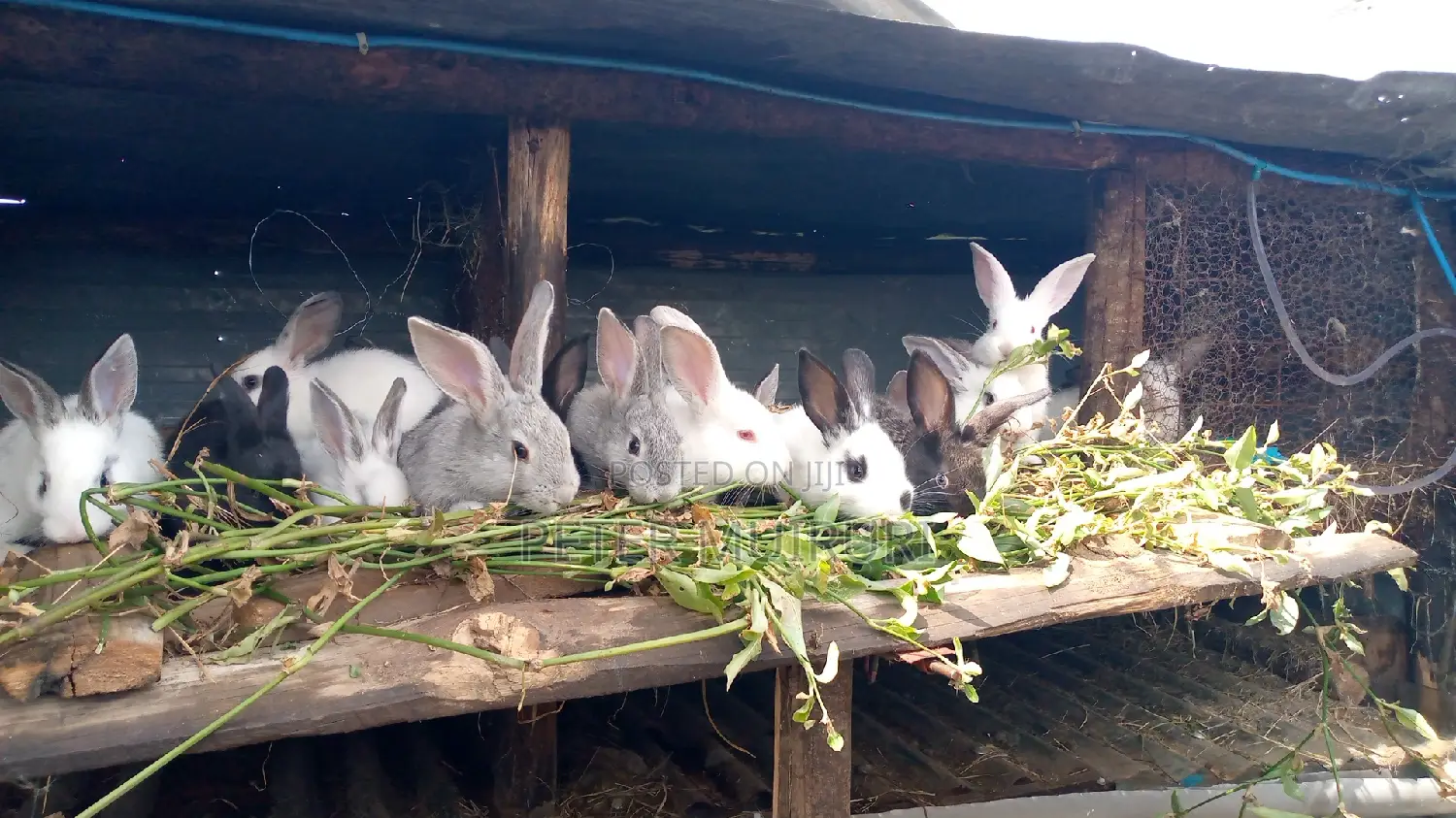 Rabbit Meat