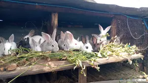 Rabbit Meat