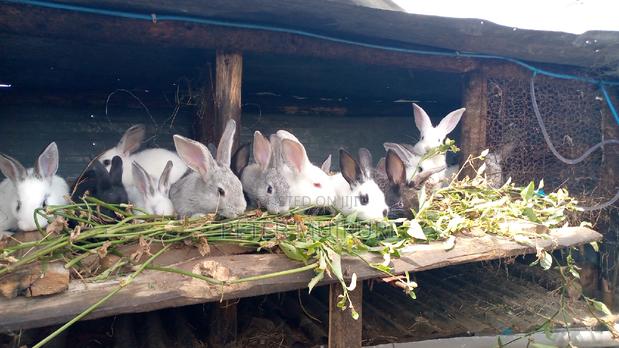 Rabbit Meat - thumbnail 2