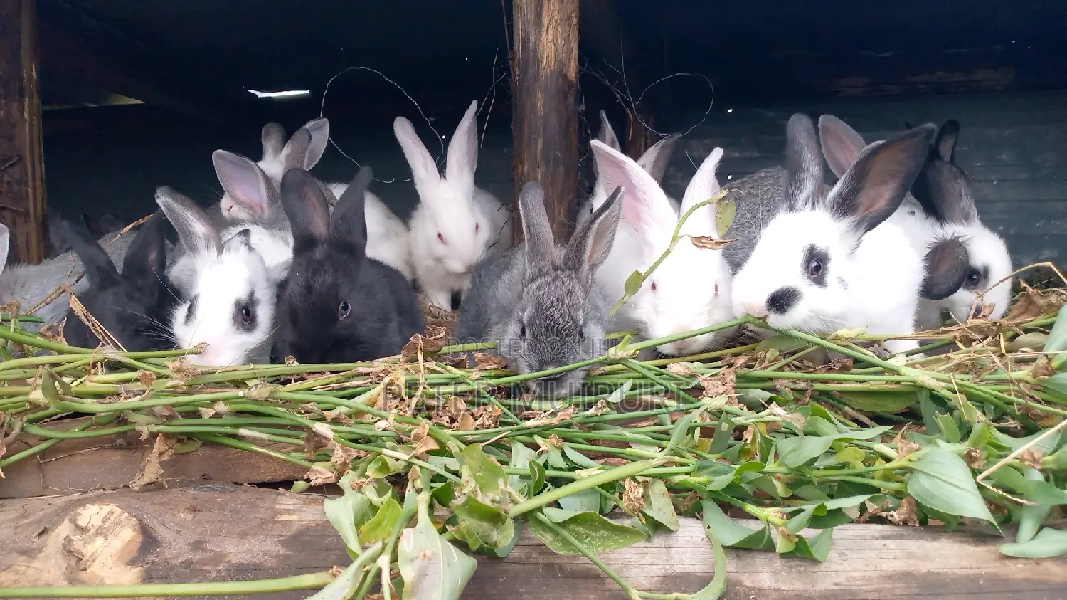 Rabbit Meat