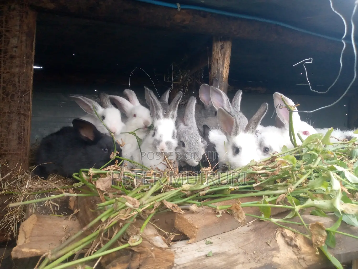 High Breed Rabbits