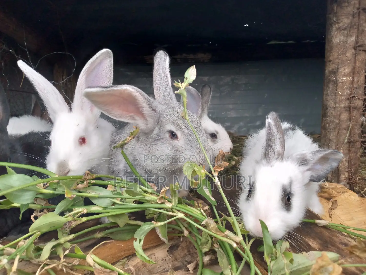 High Breed Rabbits