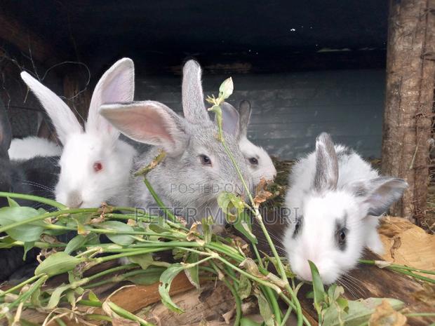 High Breed Rabbits - thumbnail 2