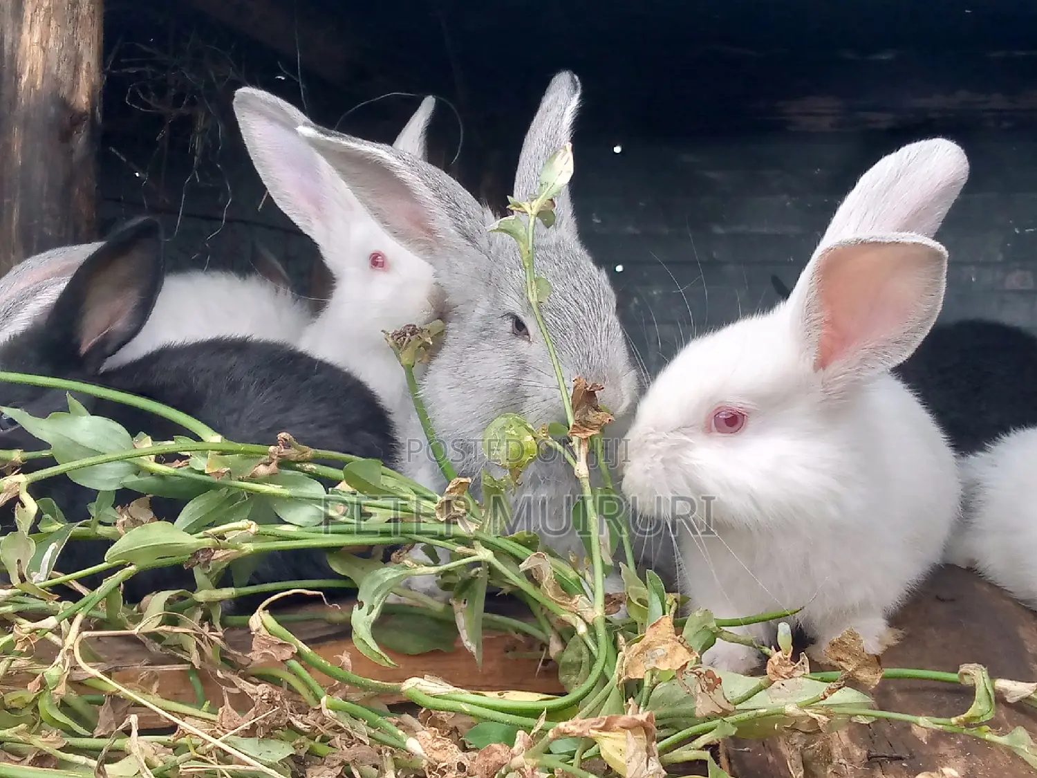 High Breed Rabbits