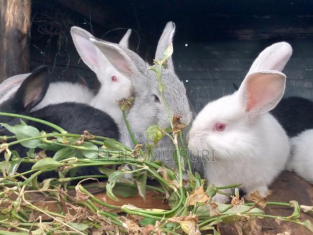 High Breed Rabbits - thumbnail 3