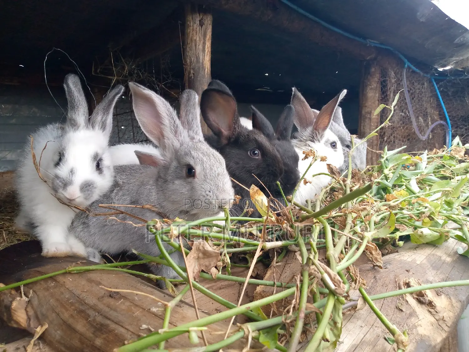 High Breed Rabbits